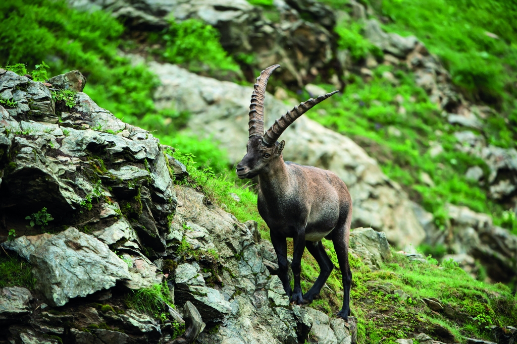 Steinbock_011_WPA_Zupanc.jpg