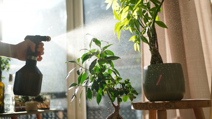 DIY ötletekkel a párásításért: így nem fognak kiszáradni kedvenc növényeid a melegben!