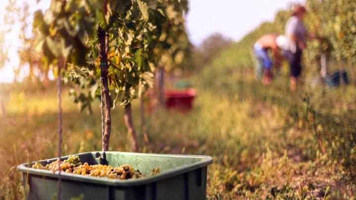 Őszi szüreti ünnepek: hagyományőrző fesztiválok és gasztronómiai kalandok 2025-ben